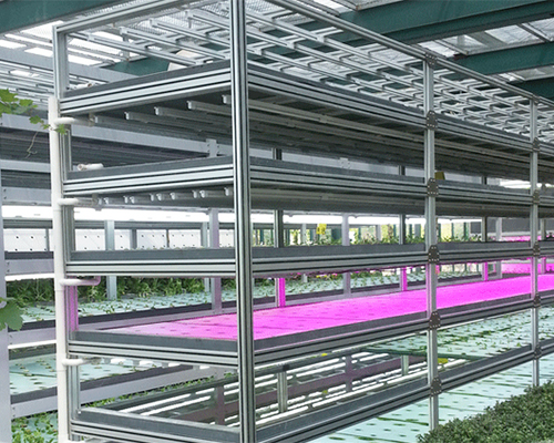 Soilless Cultivation System